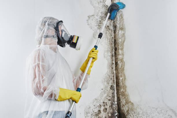 Biohazard Mold Removal in San Marino, CA